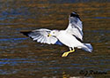 Larus delawarensis